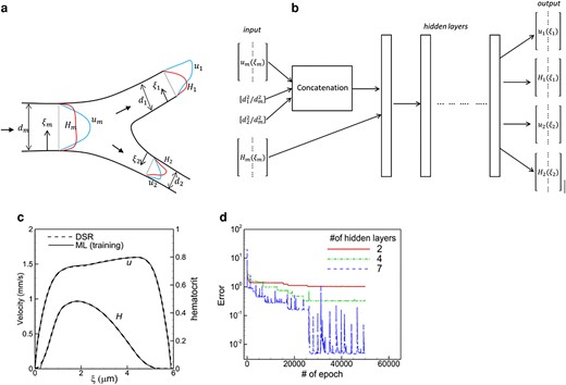 a) Schematic of the ML model and b) the structure of the ANN for a bifurcation. Notations are defined in the text. c) Comparison of the DSR and ML in the training process in a daughter vessel of one bifurcation in vasculature A. d) Convergence of training error for different numbers of hidden layers.