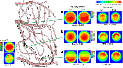 Vasculature-wide 3D prediction. Black arrows indicate the path. ML and DSR results are compared at three locations as marked by green arrows.