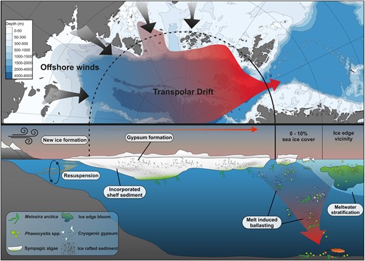 Overview schematic of the proposed process of sea-ice mediated ballasting. Newly formed sea-ice incorporates resuspended sediments over the shallow Siberian shelf and cryogenic gypsum precipitates within the highly saline brine channels. The sea-ice is transported by the transpolar drift across the Arctic Ocean and is consequentially exported through the Fram Strait where it melts. During the melt, incorporated sediments and cryogenic gypsum are released. When encountered with organic matter that forms in, under, or in the vicinity of the sea-ice, the released ice-rafted material may ballast the organic matter which increases the settling velocity which drives a more efficient drawdown of carbon to the deep ocean and supports prevailing communities with food.