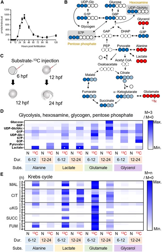 LC-MS-based isotope tracking demonstrates gluconeogenesis in zebrafish embryo. A) Glucose level increases from 12 to 36 hpf in the zebrafish. B) 13C-labeled isotopologues (filled circle, 13C; open circle, 12C) resulted from the substrates-13C (glycerol, alanine, lactate, and glutamate). For most metabolites in upper glycolysis, enrichment of mass + 3 (M + 3) isotopologues, which scarcely exist in nature, best represents the 13C inherited from the substrates-13C. Entry of substrate-13C into Krebs cycle gives rise to M + 2 to M + 6 isotopologues of the intermediates (filled and filled hatched circles). C) 6- or 12-hpf embryos took the injections of substrates-13C and given 6 or 12 h of incubation, followed by metabolite extraction. D) A rescaled heatmap showing relative M + 3 isotopologue enrichment (M + 3/M + 0) of the metabolites in upper glycolysis, hexosamine synthesis, glycogen synthesis, and pentose phosphate pathways in natural (N) or 13C-labeled (13C) substrate-injected embryos. The duration (Dur.) and substrates (Subs.) of the experiments are shown below the heatmap. Glucose M + 3 was most highly enriched in glutamate-13C5-injected 24-hpf embryos. Because M + 3 level of lactate was incomparably high in lactate-13C3-injected embryos (asterisks), these were given the same value of third-highest ones (alanine-13C3-injected samples) to show relative levels of other samples. E) A rescaled heatmap for relative enrichment of M + 2 to M + 5 isotopologues (M + n/M + 0) in Krebs cycle intermediates. Additional mass (n) of each isotopologue was shown on the left. αKG, α-ketoglutarate; CIT, citrate; DHAP, dihydroxyacetone phosphate; FUM, fumarate; GAP, glyceraldehyde phosphate; G1P, glucose-1-phosphate; G3P, glycerol-3-phosphate; G6P, glucose-6-phosphate; MAL, malate; PEP, phosphoenolpyruvate; SUCC, succinate; S7P, sedoheptulose-7-phosphate; UDP-Glc, UDP-glucose; UDP-GlcNAc, UDP-N-acetylglucosamine.
