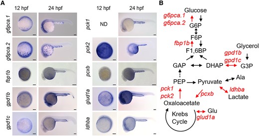 Zebrafish yolk syncytial layer (YSL) expresses genes responsible for gluconeogenesis. A) In situ hybridization signals of gluconeogenic genes expressed in YSL of zebrafish embryos at 12- and 24-h postfertilization (hpf). The gene names are shown on the left side of the panels. For sense-probe controls and genes not expressed in YSL, please see Fig. S4. Bar, 100 μm. B) The gluconeogenic genes expressed in YSL are mapped onto the pathways of gluconeogenesis. The YSL-expressed genes and the corresponding pathways were highlighted.