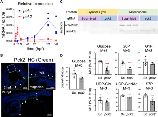 Pck2 takes a role in gluconeogenesis in YSL from glutamate. A) Relative expression levels of pck1 and pck2 in the developing zebrafish from 3 to 148 h postfertilization (hpf). B) Fluorescent immunohistochemistry (IHC) of the embryo sections by Pck2 antibody. Arrowheads indicate Pck2 immunosignals, and DAPI nuclei staining shows the general structure of the embryos. The squared region in the 12 hpf panel is magnified and shown on right side. Arrowheads indicate signals in YSL. (C) western blot analysis for Pck2 and citrate synthase (CS) in the 12-hpf zebrafish embryos after generation 0 (G0) knockout experiment. The fertilized eggs were injected with scrambled or pck2-targeting gRNA/Cas9 complex (N = 3). D) Levels of glucose M + 0 and relative M + 3 levels of glucose, glucose-6-phosphate (G6P), glucose-1-phosphate (G1P), UDP-glucose (UDP-Glc), UDP-N-acetylglucosamine (UDP-GlcNAc), and sedoheptulose-7-phosphate (S7P) in embryos subjected to G0 knockout with scrambled (Sc) or pck2-targeting (pck2) gRNA/Cas9 complex. Dots and bars denote individual and mean (±SD) values, and asterisks indicate significant difference between groups (Welch's t test, *P < 0.05; ***P < 0.001; ****P < 0.0001; N = 8).