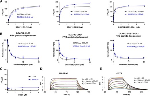 In vitro studies of DCAF12 interaction with MAGEA3 and CCT5 peptides. A) MAGEA3 and CCT5 peptides show similar binding affinities to DCAF12 alone and in complex with DDB1 and DDA1 in FP peptide binding assay. B) FP peptide displacement studies of DCAF12 bound to FITC-labeled MAGEA3 and CCT5 peptides with increasing concentrations of unlabeled peptides. C) CCT5 and MAGEA3 peptides show no binding to DDB1 when tested in FP assay. D and E) SPR analysis showing tight and similar binding of MAGEA3 and CCT5 peptides to biotinylated DCAF12 (Δ1–78).