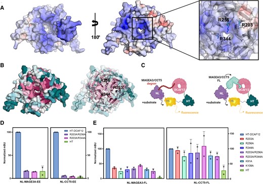 Conserved arginine and lysine residues near DCAF12 central channel participate in MAGEA3 binding in cells. A) DCAF12 electrostatic surface potential analysis showing negatively and positively charged residues colored in red and blue, respectively. On the left, DDB1 contacting surface of DCAF12. On the right, substrate contacting surface with positively charged residues—Arg203, Arg256, and Arg344—highlighted as sticks. Electrostatic potential is shown on a scale of −10 (red) kT/e to 10 (blue). B) Conservation analysis of DCAF12 showing high conservation of the same positively charged residues (represented as sticks) among homologous sequences. Residues were colored on a scale from variable/low conservation (dark teal) to high conservation (magenta). C) Schematic of NanoBRET strategy using MAGEA3/CCT5-FL protein or degron sequence cloned in frame with NanoLuc. DCAF12-WT and mutants were cloned in frame with HaloTag. D) NanoBRET assay using degron sequences of MAGEA3 and CCT5 against DCAF12-WT and combined arginine mutants R203A/R256A and R203A/R344A. E) Effect of DCAF12 mutations K91A, K108A, R203A, R256A, and R344A on the interaction with CCT5 and MAGEA3-FL proteins in NanoBRET assays in HEK293T cells.