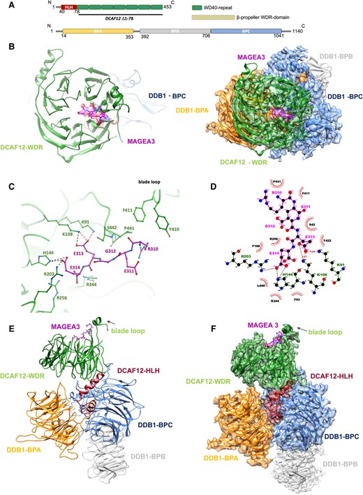 DDB1–DCAF12–MAGEA3 cryo-EM structure. A) Schematic of DCAF12 and DDB1 secondary structures with structural domains highlighted. B) Left panel, cryo-EM structure of DCAF12-FL bound to MAGEA3 peptide. DCAF12 is represented as cartoon and MAGEA3 as sticks. Right panel, frontal view of DDB1–DCAF12–MAGEA3 cryo-EM maps with model fitted. C) A close-up view of the interaction site between DCAF12 (green) and the MAGEA3 C-terminal degron peptide (magenta). Key DCAF12 residues that are involved in MAGEA3 peptide binding are represented as green sticks. Hydrogen bonds and salt bridges are shown in red and black dashed lines, respectively. D) Ligplot diagram of DCAF12 interactions with MAGEA3. MAGEA3 peptide residues are highlighted in magenta. DCAF12 residues making hydrogen bonds (red dashed lines) and salt bridges (black dashed lines) are colored green. DCAF12 residues involved in hydrophobic contacts are represented as red semicircles. Analysis was performed using LigPlot+ (31). E, F) Side view of DDB1–DCAF12–MAGEA3 cryo-EM model (left) and model fitted into maps (right).