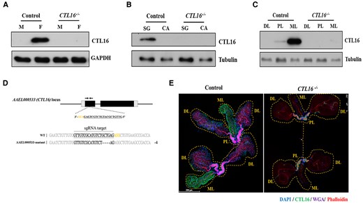 CTL16 expression in A. aegypti SG. A) Western blotting for CTL16 in samples from male (M) and female (F) CTL16 knockout mutant and wild-type mosquitoes using self-made CTL16 antibody and antiglyceraldehyde 3-phosphate dehydrogenase as the internal standard. B) CTL16 expression in SGs and carcasses of female mosquitoes. In (A) and (B), we pooled SG from five mosquitoes for each test and conducted three replicate tests for each experiment. C) CTL16-specific localization in SGs. We analyzed three regions of the A. aegypti SG (PL, proximal lateral lobe; DL, distal lateral lobe; ML, medial lobe) by western blotting. Each test involved pooling individual regions of SG lobes from 15 mosquitoes, with each experiment repeated 3 times. The generation of CTL16 knockout A. aegypti by CRISPR/Cas9. D) A schematic diagram of A. aegypti CTL16 locus showing sgRNA target sites (black bottom line). Alignment of the CTL16 intron 2 border and the mutated DNA sequence shows a 4 bp deletion (dashed black line). Deletions appear in frameshift mutations and a premature stopping of translation upon encountering a stop codon. E) Analyzing the localization of CTL16 through immunofluorescence staining. SGs (n = 20) from 5-day-old female mosquitoes with CTL16 knockout mutation were collected and dissected. A staining assay was conducted as described in the Materials and Methods section. Scale bar = 250 µm. SG, salivary gland; CA, carcass.