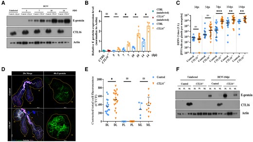 CTL16−/− transgenic mutant mosquitoes exhibit increased E-protein expression and viral titers. A) A western blot was used to determine the expression of the E protein in control and CTL16−/− mosquitoes after thoracic injection of DENV-2. SGs pooled from five mosquitoes were collected for each experiment and subjected to three replicate tests. B) Quantification of E-protein levels in (A) was normalized to β-actin levels. Each data point represents the average titer of five mosquitoes. The data are presented as the mean ± SD of E-protein expression levels. C) DENV challenge in the control and CTL16−/− mutant mosquitoes. Twenty SGs were collected at each time point for subsequent plaque formation assays. D) Localization of DENV E-protein expression in CTL16−/− mosquitoes. At 10 dpi, SGs (n = 20) were collected and subjected to immunofluorescence staining. Scale bar = 250 µm. E) A quantitative analysis of (D). Confocal images were processed using ImageJ and analyzed following the formula in the Materials and Methods section. F) At 10 dpi, the protein expression levels of DENV-2 in three regions of the SGs in control and CTL16−/− mutant mosquitoes were tested by western blotting. Each test involved pooling individual regions of SG lobes from 15 mosquitoes, with each experiment repeated three times. ns, no significant difference; DL, distal lateral lobes; PL, proximal lateral lobes; ML, medial lobes. The asterisks represent significant differences between the two mosquito lines: *P < 0.05, **P < 0.01, ***P < 0.001.