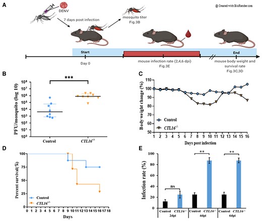 CTL16−/− mosquitoes increase the susceptibility of AGB6 mice to DENV. A) A flow chart of the experiment for mosquito-to-mouse DENV-2 transmission. B) Virus testing on mosquitoes that bite mice. Seven days after thoracic injection with DENV-2, control, and CTL16−/− mutant mosquitoes fed on mice. In each experiment, four mosquitoes were collected, and two replicate tests were conducted. Each dot represents the viral titer test for each mosquito. C) Body weight and D) survival in AGB6 mice (n = 8) bitten by DENV-2-infected mosquitoes. E) IRs of the mice were defined as the percentage of virus-positive mouse samples out of the total mice tested (n = 8). A t test was performed in the analysis of the difference in mouse IRs, and in the mosquito transmission efficiency assay. The error bars correspond to the 95% CIs. The asterisks represent significant differences between the genotypes: **P < 0.01, ***P < 0.001.
