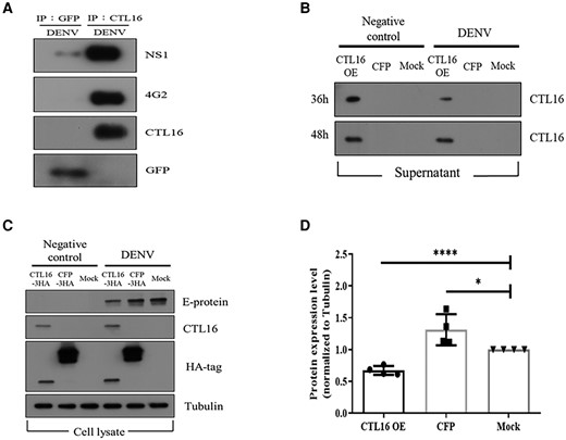 CTL16: binding, secretion, and suppression of DENV replication. A) CTL16 and DENV NS-1 and E protein interaction: this demonstrates CTL16 binding to dengue NS-1 and E proteins using immunoprecipitation assays with anti-GFP and anti-CTL16, followed by western blots with specific antibodies. This confirms the formation of the CTL16–virus complex, with GFP serving as a negative control. B) Posttransfection CTL-16 secretion in C6/36 cells: observes CTL16 expression and secretion in C6/36 cells transfected with CTL16 and CFP, with and without DENV-2 infection. Anti-CTL16 antibodies in western blots assess CTL16 in supernatants 36 and 48 h posttransfection. C) CTL16's impact on DENV-2 in C6/36 cells: evaluates CTL16’s potential to inhibit DENV-2, analyzing cell lysates from C6/36 cells, with or without DENV-2 infection, focusing on E-protein levels as a measure of inhibition. D) E-protein reduction by CTL16: quantifies dengue E-protein reduction in CTL16-expressing C6/36 cells, normalized to α-tubulin, showing a significant E-protein decrease compared with controls (n = 3). The results are mean ± SD. Successful CTL16 and CFP transfections were confirmed via an HA antibody, using tubulin as an internal control. CTL16-3HA: pAC5.1_CTL16-3HA vector; CFP-3HA: pAC5.1_CFP-3HA vector; Mock: pAC5.1 vector. The asterisks indicate significant differences (*P < 0.05, ****P < 0.0001; unpaired t test), highlighting CTL16’s effectiveness in lowering dengue E-protein levels.