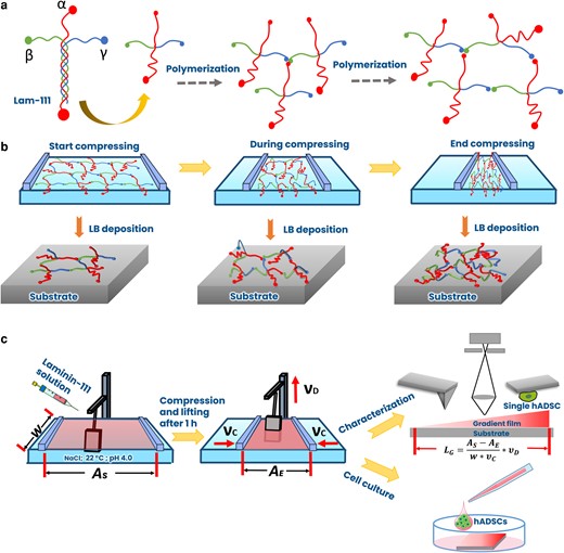 Schemes of a) the structure of Lam-111 and polymerization. The representation of the long arm consisting of a triple-helix is simplified for clarity, b) the proposed organization of Lam-111 at the air–water interface during compression together with the resulting thickness profiles of the deposited film, and c) fabrication and characterization of gradient Lam-111 LB-film via microscopy and by culturing hADSC on the film. w, the width of the barrier; AS, start area of the surface; AE, end area of the surface; νc, compression speed; νD, lifting speed of the substrate; LG, gradient length.