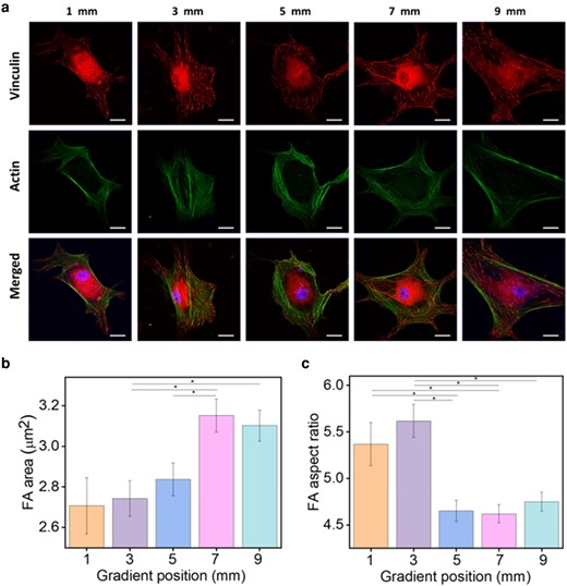 a) The immunostaining images of the vinculin (red) expression and the corresponding images merged with Phalloidin (green) and nuclei (blue) of hADSCs cultured on the gradient Lam-111 LB-film for 12 h. Scale bar is 20 µm. b) and c) are the statistical analyses of mean focal adhesion area (FA) area and mean focal adhesion (FA) aspect ratio. At each position, eight images of individual cells were processed. Error bars are the standard error of mean, and significant differences (one-way ANOVA with Bonferroni test, *P << 0.05).
