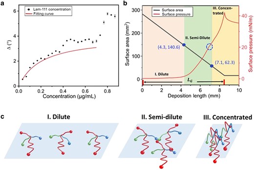 a) Type IV adsorption isotherm of Lam-111 at the air–water interface in the plot of ellipsometric angle Δ vs. Lam-111 bulk concentration. The red line shows the fitting curve of the first step adsorption from 0 to 0.7 µg/mL. b) Behavior of Lam-111 monolayer during the deposition via lifting the substrate from the subphase. The red curve stands for surface pressure. The black curve stands for the trough area during compression. The x-axis represents the length of the substrate lifted above the liquid surface. The blue dashed circle on the compression isotherm indicates the kink at 20 mN/m. The points (d = 4.3 mm, A = 140.6 cm2) and (d = 7.1 mm, A = 62.3 cm2) on the trough area curve divide the layer's state into three phases: dilute (d = 0–4.3 mm), semi-dilute (d = 4.3–7.1 mm), and concentrated (d = 7.1–10.0 mm) phase. (c) Schematic of the hypothesized organization of Lam-111 molecules in three phases.