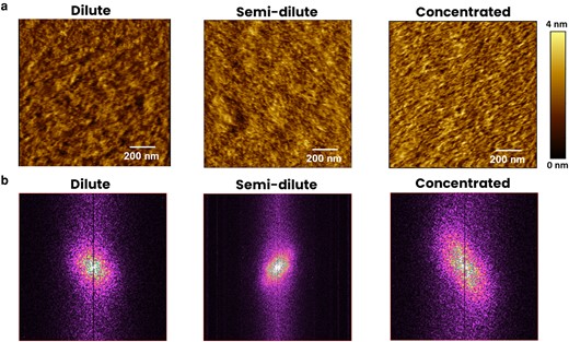 a) AFM images at the dilute, semi-dilute, and concentrated parts of Lam-111 LB-film along the lifting direction in PBS buffer at 22°C. b) 2D-FFT patterns of the AFM images of the dilute, semi-dilute, and concentrated parts. The vertical lines in the middle of the 2D-FFT images are caused by the AFM scanning direction.