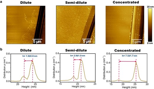 a) AFM images of Lam-111 LB-film with scratches at the dilute, semi-dilute, and concentrated parts of the gradient in PBS buffer at 22°C. b) Height distributions of corresponding AFM images and the calculation of the thickness.