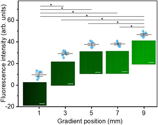 Mean Fluorescence intensity per pixel of six randomly selected zones with size 0.3 mm × 0.3 mm at the 1st, 3rd, 5th, 7th, and 9th mm of the gradient film, individually. The significance of differences was determined by one-way ANOVA with Bonferroni test, n = 6, *P<<0.05). Images of NHS-fluorescein labeled laminin at corresponding points were taken by confocal microscopy. All scale bars are 200 µm.