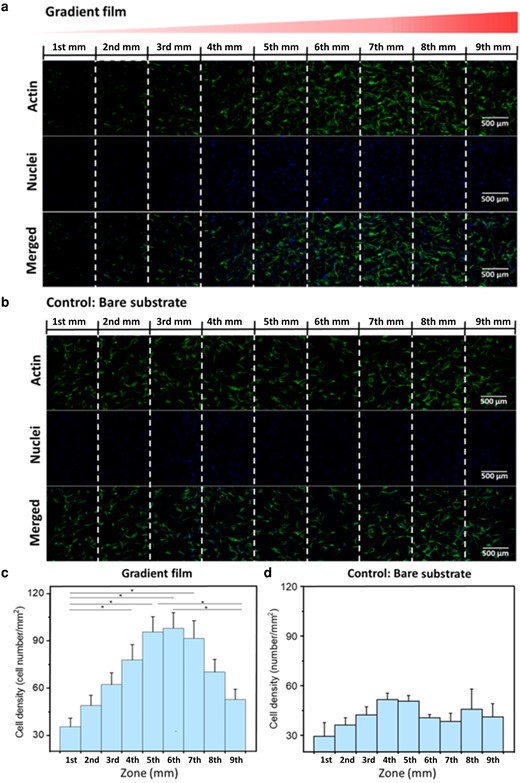 a) and b) are confocal images of hADSCs cell distribution on the gradient Lam-111 film and on bare fused Si wafer. The cells were fixed and stained after 24 h of culture at 37°C, 5 (v/v) % CO2 with a seeding density of 1.0 × 104 cell/cm2. Green stands for the actin and blue stands for the nuclei. The scale bar is 500 µm. c) and d) are statistical analyses of the distribution of hADSCs on gradient Lam-111 film and bare substrate. Cell density was calculated by homogeneously dividing the films into 1 mm × 8 mm slices. Error bars are the standard error of mean, and significant differences (one-way ANOVA with Bonferroni test, n = 9, *P<<0.05).