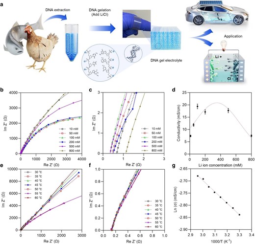 A conceptual drawing of the preparation and application of biospecies-derived genomic DNA hybrid gel electrolytes and electrochemical characterization for measuring the ionic conductivity of DNA gel electrolytes. a) Power generation using gels made from DNA (or its polysaccharide mixtures) extracted from fish and birds as electrolytes. Photographic image (center) of a DNA gel wound with curling over the researcher's hand. In the schematic of the 3D polymerization network of the DNA gel electrolyte, images of model lithium ions (blue spheres) are combined in two single-stranded DNA structures. Finally, its application to electrical storage is shown with an example of vehicle driving and lighting LED bulbs. b–g) Electrochemical impedance spectroscopy (EIS) was used to determine the ionic conductivity of the DNA gel electrolyte. b, c) EIS analysis of DNA gel electrolytes with varying LiCl concentrations and Nyquist plot analysis at high frequencies, respectively. The resistance was obtained from intercepts on the real axis of the Nyquist plot, corresponding to the intrinsic bulk resistance of the DNA gel electrolyte, and evaluated the ionic conductivity for each LiCl concentration. d) Changes of the ionic conductivity with LiCl concentrations in DNA gel electrolytes. e, f) EIS analysis of DNA gels of 200 mM LiCl at different temperatures. The resistance and conductivity of DNA gel electrolytes at various temperatures were obtained from the Nyquist plot. Figure f represents a Nyquist graph at high frequency. g) Temperature-dependent ionic conductivity of the DNA gel optimized with 200 mM LiCl shown in the Arrhenius plot.