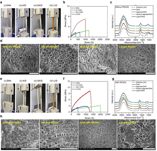 Mechanical and structural properties of genomic DNA hybrid gel electrolyte without and with PEGDA cross-linkers. In a, b, e, and f, tensile stress–strain profiles of pure DNA gel and DNA hybrid gels with and without PEGDA cross-linkers were obtained along with the tensile strength measurement photographs of the DNA gels. The tensile properties shown are based on the highest ionic conductivity obtained for a selective combination of polymer and DNA concentrations: the ratio of polysaccharide to DNA was optimized to 1.5/2 for agarose/DNA (A/D), 1.5/3 for sodium alginate/DNA (SA/D), and 2/2 for lignin/DNA (L/D). The A1.5/D2, SA1.5/D3, and L2/D2 gels without PEGDA were compared to pristine genomic DNA gels (1.85 MPa, 346.22%), where the maximum tensile strengths were 6.98, 2.58, and 1.89 MPa, and the minimum elongations were 997.42, 1,235.17, and 608.03%, respectively. Compared to PEGDA-cross-linked DNA (2.6 MPa and 172.48%), A1.5/D2, SA1.5/D3, and L2/D2 hybrid gels showed significant tensile properties with maximum tensile strengths of 10.42, 3.22, and 2.84 MPa and elongations of 1,269.31, 1,994, and 1,067.41%, respectively. In c and g, there are FT-IR spectra of pure DNA (without and with LiCl) and DNA hybrid gels with and without PEGDA cross-linkers. The spectral properties were used to evaluate the corresponding band assignment and peak shift of chemical bonds and functional groups. Initially, the structure of DNA gels without LiCl was identified by FT-IR spectroscopy. All samples showed absorption bands in the spectral range of 3,000–3,700 cm−1, corresponding to O−H stretching vibrations. In d and h, the external morphology of the pure DNA gels and DNA hybrid gels with or without PEGDA cross-linkers was observed using FE-SEM. A highly porous gel matrix was observed in all samples. The scale bar in the images is 100 μm.