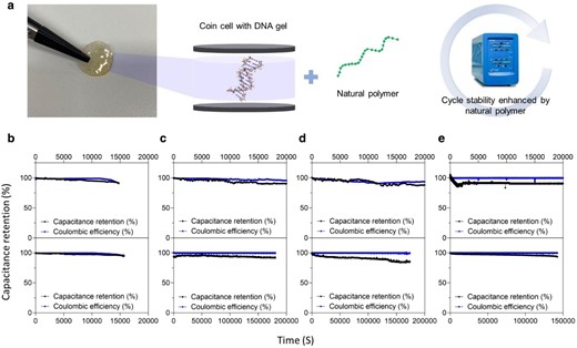 Long-term cycle stability indicating capacitance retention and coulombic efficiency of genomic DNA hybrid gels using 200 mM of LiCl with or without PEGDA cross-linkers. a) Image snapshot of circular DNA-carbohydrate hybrid gel mounted between coin cells; it showed improved cycle stability by DNA gel mixed with carbohydrate polymers. b–e) The electrochemical cycling of pure DNA, A/D, SA/D, and L/D gel SC (200 mM LiCl) with and without PEGDA cross-linkers was studied at a current density of 1 A/g. Furthermore, the cyclic stability and retention properties of the DNA hybrid gel with PEGDA were not significantly high. This can be attributed to the tightly packed structure with the introduction of cross-linkers, which reduces porosity and decreases polymer network space, blocking ions passing through the gel electrolyte during the charging/discharging process. For 180,336 cycles, the device had a much better capacitance retention rate of 93.8% than other devices including P(DMAEMA-PEGMA) (PDPA) (72.89%). The low cycling performances of pure DNA gels may be due to the decomposition of the gel during continuous charging and discharging.