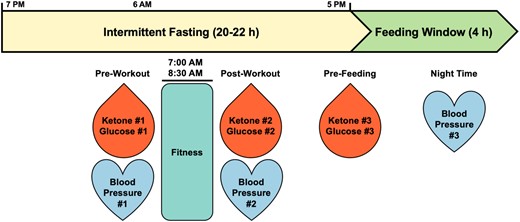 Intermittent fasting timeline. Subject N001 followed a 20/4 intermittent fast (minimum 20–22 h fasted, 4-h eating window) with morning fasted fitness regimen daily. Biomarker readings pre- and post-workout as well as prefeeding were recorded.