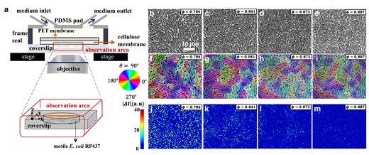 Experimental setup and vitrification of the bacterial population. a) Sketch of the experimental system. b–e) Phase-contrast images for different area fractions φ, taken at different times from a single experimental run (see Fig. S2). f–i) Orientation field (pseudocolor) overlaid on the phase-contrast images. j–m) Intensity difference ΔI(r→,t,Δt)=I(r→,t+Δt)−I(r→,t) with Δt=0.053s.