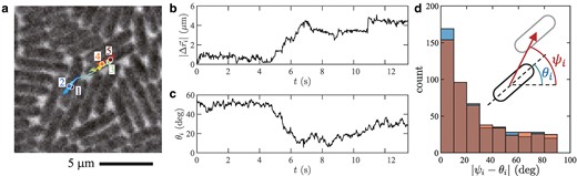 Glassy dynamics in the motion of individual bacteria. The displayed results are for ϕ=0.873(4), which is in the orientation glass phase. a) Trajectory of a single cell for 0≤t≤13.14s, drawn on the phase-contrast image taken at the last time frame. The positions at t=0,3.29,6.58,9.87,13.14s are shown by colored disks with labels 1,2,…,5, respectively. b,c) Time series of the displacement from the initial position, |Δr→i(t)| b), and that of the orientation θi(t) c) of the cell tracked in panel a. These time series show a cage escape event during 5s≲t≲7s. d) Histogram of the angle difference between the cell orientation and the displacement (see the sketch). The cell orientations and the displacements are measured between two times separated by an interval Δt, with Δt=0.026s (blue) and 0.26s (red). The two histograms are overlaid with semitransparent colors, so that the dark bars indicate the overlapping part and the light blue and red regions indicate the difference.