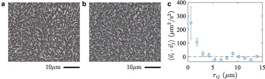 Collective motion of bacteria in the active fluid phase for ϕ=0.784(7). a,b) The displacements r→i(t+Δt)−r→i(t) a) and the orientation changes θi(t+Δt)−θi(t) b) of the individual bacteria during a short time interval, Δt=0.053s, displayed on top of the image at time t. In a, the displacements are indicated by the white arrows, whose endpoints are placed at the positions of the center of mass at times t and t+Δt. In b, the orientation at time t and t+Δt is shown by the white and cyan lines, respectively. c) The velocity correlation ⟨v→i⋅v→j⟩ as a function of distance rij=|r→j−r→i|. The distances rij between cells were divided into bins and the average was taken in each bin. The error bars indicate the standard error, evaluated by regarding all pairs of cells as independent.