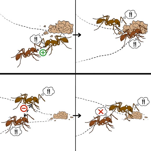 Illustration of the concepts of social contagion (top) and reverse social contagion (bottom). (top) An inactive ant interacts with an ant engaged in a foraging task: through social contagion (for example, caused by active recruitment), it also begins foraging. (bottom) Two ants engaged in foraging interact: through reverse social contagion (for example, caused by steric exclusion), one of them ceases their activity to become inactive. Image credit: Isabella Muratore.