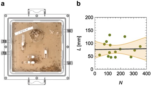 a) Experimental setup of Waters et al. (19) to study the metabolic rate of Pogonomyrmex californicus colonies as a function of individual ant movement, by placing the entire artificial nest enclosures where the colonies were reared into an airtight chamber with a clear lid, for simultaneous behavioral observation and flow-through respirometry measurements. b) Independence of the average length traveled by a worker, L, from the number of workers, N; the solid line is the linear fit and the shaded region is the 95% confidence interval.
