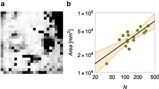 a) Colormap in gray scale of the spatial occupancy of workers in the next enclosure for the colony with 351 workers (white means locations never occupied by any worker and black location occupied the most). b) Hypometry of the area spanned by the workers, Area, versus the number of workers, N; the solid line is the scaling Area∝N0.51 and the shaded region is the 95% confidence interval.