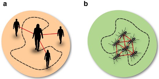 a) Illustration of an urban settlement composed of individuals who act for their own benefits: each person transforms their cost of movement (measured in some form of currency depending on their means of transport, C/N) into their own social interactions (proxied by the average connectivity, ⟨k⟩=2E/N). b) Illustration of a social colony of insects acting as a superorganism: each insect adjusts its energy expenditure, B/N, in response to its average connectivity so that it will increase its expenditure in response to reductions in connectivity. Image credit: Anna Sawulska.