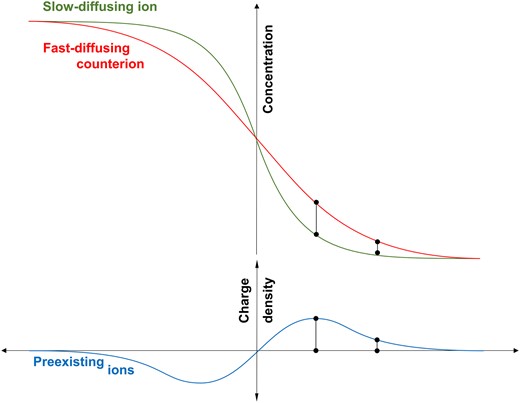 Nonbinary diffusion. The migration of preexisting ions enables the differential flux of diffusing anions and cations, while maintaining local electroneutrality throughout the medium.