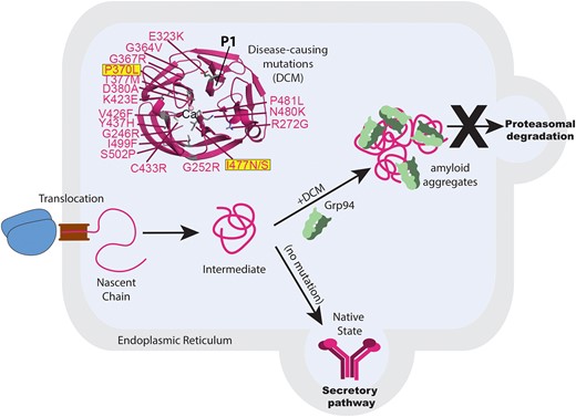 Overview of pathogenic mechanism underlying myocilin-associated glaucoma. Myocilin is a secreted glycoprotein that is folded in the ER. Individual rare disease-causing mutations within the myocilin OLF domain (PDB: 4WXQ), including P370L and I477N studied here (boxed, highlighted), lead to mutant myocilin sequestration in the ER and misfolding. Mutant myocilins accumulate due to an aberrant interaction with Grp94 that prevents retro-translocation for proteasomal degradation. Mutant myocilin aggregates exhibit numerous hallmarks of amyloid. P1 is the amyloid peptide stretch proposed to template amyloid formation (see text).