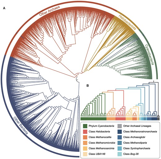 The phylogeny of prokaryotic SMC protein. A) The archaeal and cyanobacterial SMC proteins were identified from the genomes sampled at the genus level in GTDB r207. SMC proteins in Bacteria (excluding Cyanobacteria) were identified from all available genomes in GTDB r207, and highly homologous sequences were removed using CD-HIT v4.8.1 (61) to facilitate tractable phylogenetic inference. The phylogenetic tree was constructed using IQ-TREE 2 (62–64) with the parameters -alrt 1000 -bb 1000 -m LG + F + R10. This analysis supports the HGT of the smc gene from Halobacteriota to Cyanobacteria. B) The genomes from Halobacteriota and Cyanobacteria were carefully selected to ensure even taxon sampling. To pinpoint the exact donor lineage within phylum Halobacteriota, noncyanobacterial bacterial genomes were excluded due to computational limitations. The phylogenetic tree was reconstructed using IQ-TREE 2 (62–64) under parameters -alrt 1000 -bb 1000 -m LG + F + R8. The clades outside of Cyanobacteria and Halobacteriota are collapsed for clarity.