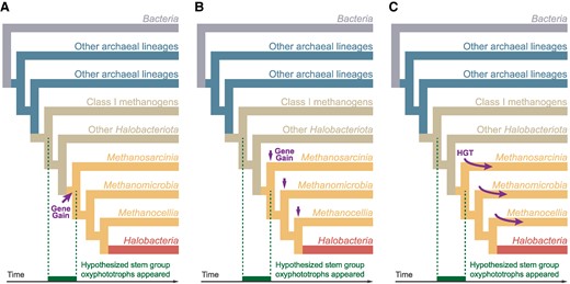 Hypothesized evolutionary scenarios of oxygen-tolerant enzymes within Class II methanogens. A) The depicted enzymes are posited to have derived from a common ancestral origin shared among Class II methanogens. B) An alternative scenario suggests that these enzymes emerged subsequent to the divergence of the three primary clades observed within Class II methanogens. C) Additionally, it is proposed that certain enzymes might have been acquired through recent HGT into particular lineages following their evolutionary radiation. In each panel, the timeline incorporates schematic representations marked by bars to denote the period during which hypothesized stem-group oxyphototrophs are thought to have emerged, thereby contextualizing the temporal framework of these proposed evolutionary scenarios.