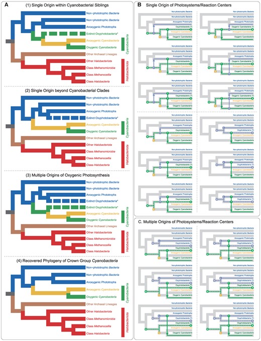 Hypothetical evolutionary scenarios of oxygenic photosynthesis in prokaryotes. A) Hypothetical evolutionary pathways of oxygenic photosynthesis. B) Hypothetical single origin of PSs/RCs. C) Hypothetical multiple originations of PSs/RCs. Gene gain, loss, and transfer events are labeled with the capital letters “G,” “L,” and “T,” respectively. The hypothetical extinct lineages are depicted in dashed branches, and the capital letter “X” denotes extinction.