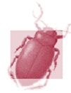 Issue cover