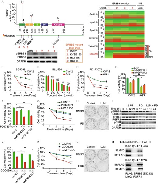 Identification of ERBB3 kinase domain mutant E928G contributes to resistance of GI cancer cells to FGFR1 inhibition via downstream MEK-ERK signaling pathway. (A) A functional screen of TKIs sensitivity was performed in 5 selected GI cancer cell lines, which closely recapitulate the spectrum of ERBB3 mutation across 1165 human cancer samples (Cancer Hotspots Database, https://www.cancerhotspots.org). On the top of the left panel: the numbers below the figure refer to amino acid positions, and the hotspot mutation sites are shown as solid red circles. A total of 214 ERBB3 mutations were identified in 1,165 cancer samples, and the three most prevalent hotspots (V104, D297, and E928) are shown, with the number of samples indicated. On the bottom of the left panel: protein levels of pERBB3 and ERBB3 in 5 selected GI cancer cell lines measured by Western blot. GAPDH serves as a loading control. The right panel: heat map shows the screening results of six TKIs in a subset of five separate GI cancer cell lines with various ERBB3 mutations (AGS cells express wild-type ERBB3). Cells were treated with the indicated TKIs at the indicated concentrations, and cell viability was measured after 72 h. (B) CW-2 and AGS cells were treated with 2 μmol/L BGJ398, and cell viability was measured on day 0, 3, 5, and 7. (C) Cell viability of CW-2 and AGS cells treated for 3 days with the FGFR4 inhibitor BLU554 at the indicated concentrations. (D) Cell viability of CW-2 and AGS cells treated with 3 μmol/L PD173074 for 7 days. (E) Cell viability of CW-2 and AGS cells infected with a control shRNA lentivirus construct (shNC) or two different anti-FGFR1 shRNA constructs. (F) Cell viability was measured in CW-2 cells transfected with the indicated shRNA construct and then treated for 3 days with or without 3 μmol/L PD173074. (G) Time course of cell viability of CW-2 cells treated with either 10 μg/mL LJM716 alone, 3 μmol/L PD173074 alone or both LJM716 and PD173074. (H) Foci formation was measured for CW-2 cells treated for 2 weeks with DMSO (control), 10 μg/mL LJM716, 2 μmol/L BGJ398, or both LJM716 and BGJ398. (I) CW-2 cells were treated with relative high dose of LJM716 (20 μg/mL), PD173074 (10 μmol/L), or both, followed by western blot analyses at the indicated time. (J) Cell viability was measured in CW-2 cells subjected to shRNA-mediated ERBB3 knockdown followed by 3 days of treatment with 10 μmol/L GDC0994. (K) Time course of cell viability of CW-2 cells treated with either 10 μg/mL LJM716 alone, 10 μmol/L GDC0994 alone or both LJM716 and GDC0994. (L) 2 weeks foci formation was measured for CW-2 cells treated with DMSO (control), 10 μg/mL LJM716, 10 μmol/L GDC0994, or both LJM716 and BGJ398. (M) HEK293T cells were co-transfected with FLAG-tagged ERBB3-E928G and MYC-tagged FGFR1, 3 days after transfection, cell lysates were subjected to Co-IP using anti-FLAG and anti-MYC antibodies. *P < 0.05, **P < 0.01, ***P < 0.001, and ns, not significant