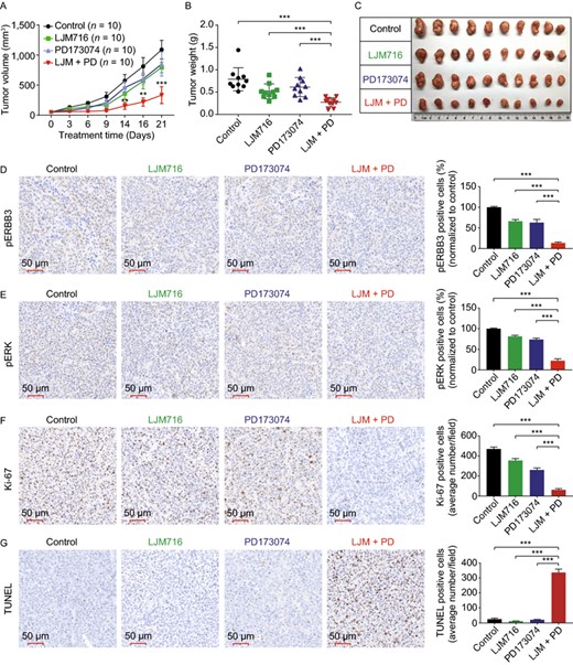 In vivo analysis of blocking both ERBB3 and FGFR1 in a CW-2 xenograft mouse model. (A) Female BALB/c nude mice were injected subcutaneously with 5 × 106 CW-2 cells per site and then randomly assigned to receive intraperitoneal injections of vehicle (control), LJM716 (25 mg/kg body weight), PD173074 (20 mg/kg body weight), or both LJM716 and PD173074 every 2 days for a total of 3 weeks; tumor volume was measured at the indicated time (n refers to the number of tumors in each treatment group). (B) Summary of tumor weight measured on day 21. (C) Photographs of all 10 tumors in the indicated treatment groups. (D–G) On day 21, the tumors were sectioned and analyzed using pERBB3 IHC (D), pERK IHC (E), Ki-67 staining (F), and TUNEL staining (G). The graphs at the right show the summary data measured from 3 tumors per group. *P < 0.05, **P < 0.01, ***P < 0.001, and ns, not significant