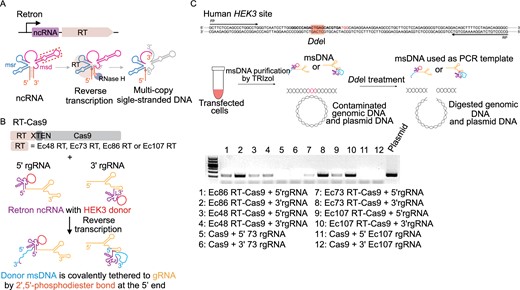 Retron-mediated generation of msDNA in human cells. (A) Schematic representing retron-mediated msDNA production. Retrons are composed of non-coding RNA (ncRNA) and a specific reverse transcriptase (RT). The msr and msd region of retron ncRNA form secondary structure which can be specifically recognized by relevant retron RT reverse transcribing part of msd region, generating multicopy single-stranded DNA (msDNA). After reverse trancription, the msd template is degraded by RNase H. The replaceable region of ncRNA, in which the donor sequence is inserted, is marked by red-dotted box. Red circle indicates 2′,5′-phosphodiester bond between 2′ end of priming guanosine (G) and 5′ end of the msDNA. (B) Plasmids construction strategies for retron-mediated generation of msDNA in human cells. Human codon-optimized RT-XTEN-spCas9 fusions are driven by the CAG promoter, whereas the 5′ extended retron-ncRNA gRNA (5′ rgRNA), in which the retron ncRNA is fused to the 5′ of gRNA, or 3′ rgRNA, is driven by the EF1α promoter. Four E. coli retrons (Ec48 RT, Ec73 RT, Ec86 RT and Ec107 RT) from different clades were used in our retron editing system. The replaceable region of retron ncRNA was replaced by a 122 nt modified HEK3 sequencce. (C) Determination of msDNA level. The msDNA abundance was determined by PCR. PCR was conducted using the DdeI digested product as template.