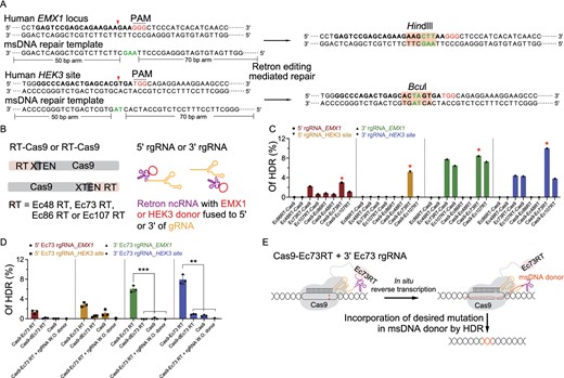 Retron editing system mediates precise editing at endogenous genomic loci. (A) Schematic of retron editing at human EMX1 locus and HEK3 site. The reverse-transcribed msDNA repair template complementary to the non-target strand is used as a repair template. The target sequence is in bold. The insertion sequence is marked in green letter. After retron editing, HindIII and BcuI site is inserted into the EMX1 locus and HEK3 locus, respectively. (B) Plasmids construction strategies for retron editing system in human cells. Different Cas9-RT fusions targeting EMX1 or HEK3 combining with 5′ rgRNA or 3′ rgRNA that can produce msDNA with homology donor sequences relative to EMX1 or HEK3, respectively, were co-expressed in HEK293T cells. (C) Analysis of retron editing efficiency by deep sequencing. (D) Deep sequencing to determine the efficiency of retron editing. dEc73 RT represents predicted catalytically dead Ec73 RT containing point mutation of D189A and D190A. rgRNA W.O. donor represents rgRNA without donor sequences inserted. ***P < 0.001, **P < 0.01, determined by Student's t-test, n = 3. (E) Schematic diagram showing that Cas9-Ec73 RT fusion in-situ reverse transcribe 3′ Ec73 rgRNA to generate the msDNA containing a single-stranded donor sequence with homology arms, and msDNA is incorporated into the genome site cut by Cas9.