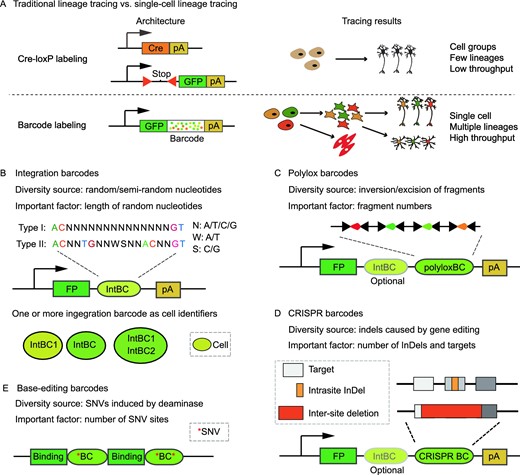 Barcoded-based single-cell lineage tracing. (A) Comparison between Cre-LoxP labeling and DNA barcode labeling. (B) Integration barcodes. One or multiple integration barcodes can be used as cell identifiers to record clonal information. (C) Polylox barcodes. (D) CRISPR barcodes. In most cases, most InDels occur within a single target (intrasite InDel), but a deletion spanning multiple targets may happen when Cas9 cuts two targets at the same time (inter-site deletion). As illustrated, a middle intrasite InDel may be eliminated by inter-site deletion. IntBC, integration barcode; polyloxBC, polylox barcode; CRISPR BC, CRISPR barcode; FP, fluorescent protein; pA, polyA tail. (E) Base-editing barcodes. SNVs induced by base editors are usually adjacent to the DNA binding motifs