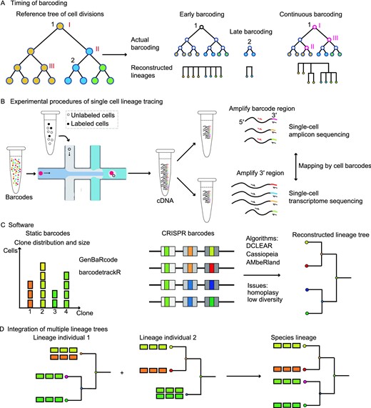 Technical considerations for applying single-cell lineage tracing technology. (A) The timing of barcoding affects the correlation granularity of cell types, which is determined by the internal nodes. Of note, the illustrated continuous barcoding does not recover all the subclonal information within a clone, as it's difficult to reconstruct a complete cell phylogenetic tree. Different colors represent different cell types. (B) Common experimental practice for single-cell lineage tracing. Cells are captured and labeled with cell barcodes, then cDNAs are extracted and split into two aliquots, one aliquot for querying lineage relationships and one aliquot for interrogating cell types. (C) Some algorithms dealing with barcode analysis. (D) Multiple tree integration strategies based on cell types