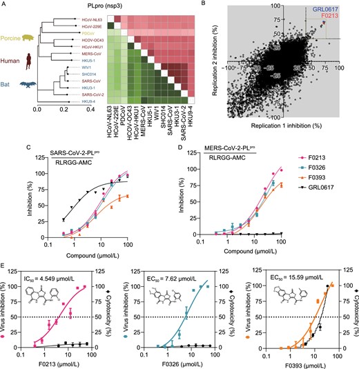 High-throughput screening identifies dual inhibitors against SARS2-PLpro and MERS-PLpro. (A) Neighbor-joining trees created with representative strains from all four CoV genogroups showing the genetic similarity and BLOSUM62 score of CoV-PLpro. Text color of the virus strain label corresponds to the susceptible host species on the left. The heat map adjacent to each neighbor-joining tree depicts percent amino acid similarity and BLOcks SUbstitution Matrix 62 (BLOSUM62 score) that indicating evolutionarily divergence. (B) Results from screening 50,080 compounds in duplicate for inhibition of PLpro activity. The replicate plot shows the percentage inhibition of PLpro by each compound. The structure of the lead compound F0213 is shown, and its activity is plotted in red. The hit zone for the assay (40% inhibition) is indicated by a white box. (C) In vitro inhibition for SARS2-PLpro of the selected primary hits. (D) In vitro inhibition for MERS- PLpro of the selected primary hits. The ubiquitin-like peptide substrate was used in both (C) and (D) taking GRL0617 as a control. (E) Dose-response relationships of selected antiviral compounds, depicting both infectivity (colored), cytotoxicity (black), and EC50 values