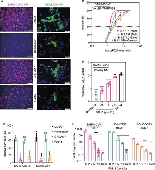 F0213 inhibits a broad-spectrum of human-pathogenic CoVs replication in human cellular models. (A) Immunofluorescence staining of SARS-CoV-2 NP antigen (Magenta) and MERS-CoV-NP antigen (green), and Vero cell nucleus (blue). Cells (0.1 MOI) were treated by DMSO (0.1%), Rmedesivir (10 µmol/L), GRL0617 (20 µmol/L), or F0213 (10 µmol/L) for 24 h, respectively. Shown are representative images selected from a pool images captured in two independent experiments. (B) Quantification of NP antigen signal using one-way ANOVA when compared with the DMSO group of either SARS-CoV-2 or MERS-CoV infection. ****P < 0.0001 and ns indicates P > 0.05. (C) Dose-response analysis of F0213 against SARS-CoV-2 variants of concern (Alpha, Beta, Delta and Omicron) in VeroE6-TMPRSS2 cells. EC50 was achieved by plaque reduction assays. (D) F0213 inhibited SARS-CoV-2 (0.1 MOI) replication in human primary CMs. Cell lysates were collected for viral load determination. Data represent mean ± SD for n = 3 biological replicates. (E) Antiviral activity of F0213 against MERS-CoV (0.01 MOI, 48 hpi), HCoV-229E (0.001 MOI, 72 hpi), and HCoV-OC43 (0.001 MOI, 72 hpi) in cell lines as indicated. Viral load in the cell lysate was quantified by RT-qPCR assays. Data represent mean ± SD for n = 3 biological replicates. One-way AVONA for statistical analysis were compared with the DMSO group (0 µmol/L), ****P < 0.0001, ***P < 0.001, **P < 0.01 and *P < 0.05