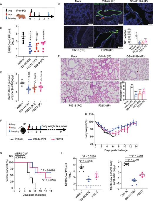 Antiviral efficacy of F0213 in animal models. (A–E) F0213 improves lung pathogenesis in a SARS-CoV-2 hamster model. (A) Therapeutic treatment used oral (PO) or intraperitoneal (IP) administration of F0213 (5 mg/kg), given at 6 hpi, 24 hpi and 48 hpi after virus challenge at day 0. Lung tissue samples were collected at 4dpi. GS-441524 (40 mg/kg) was included as a control via IP route. Vehicle contains 2% DMSO in 12% SBE-β-CD and by IP injection. (B and C) Viral yields in hamster lungs were determined by plaque assay (B) and RT-qPCR assay (C), respectively. (D) Representative images of infected cells by immunofluorescence staining in lung. SARS-CoV-2 N expression (green) is shown in diffuse alveolar areas (red arrow) of vehicle group, which is absent in other drug-treated groups. N-positive cells per 50× field per hamster lung section. (E) Representative images of H&E-stained lung tissue section from hamsters treated as indicated, followed by semi-quantitation of histology scores given to each lung tissue by grading the severity of damage in bronchioles, alveoli and blood vessels and accumulating the total scores. Scale bars, 200 μm. One-way ANOVA followed by Dunnett's post test and compared with vehicle control. ****P < 0.0001, ***P < 0.001. (F–I) F0213 protects mouse from lethal MERS-CoV challenge. (F) Therapeutic treatment used intraperitoneal (IP) administration of F0213 (20 mg/kg), given at 6 hpi, 24 hpi and 48 hpi after virus challenge at day 0. Lung tissue samples were collected at 3 dpi. GS-441524 (40 mg/kg) was included as a control via IP route. Vehicle contains 2% DMSO in 12% SBE-β-CD and by IP injection. (G) Survival and clinical disease were monitored for 14 days or until death. *P < 0.05 by log-rank (Mantel-Cox) tests. (H) Daily body weights of surviving mice. (I) Lung tissues were collected for detection of viral titers at 3 dpi. A value of 30 PFU/mL was assigned for any titer below the 50 PFU/mL detection limit (the dotted line). One-way ANOVA when compared with the vehicle group. *P < 0.05 and **P < 0.01