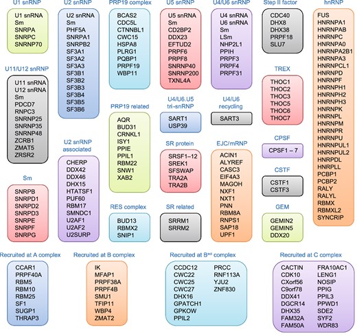 The human spliceosome machinery. Human spliceosome consists of several snRNPs. Each snRNP is composed of a uridine-rich small nuclear RNA (U snRNA), Sm proteins (i.e., SNRPB/B′, D1, D2, D3, E, F, and G) or LSm proteins (i.e., LSm2–8), and a variable number of particle-specific proteins. The U4/U6.U5 tri-snRNP contains two sets of Sm proteins and one set of LSm proteins. Classification is based on molecular features (e.g., SR proteins), association with stable spliceosome sub-complexes like the snRNPs or PRP19 complex, and other common designations (e.g., hnRNP, step II factors). Proteins that do not associate specifically with a given complex, such as general RNA binding factors, are not included in this figure. All protein names listed are official symbol from the National Center for Biotechnology Information (NCBI) database. The figure was illustrated based on the complex analysis results that were collected in the Spliceosome Database (Cvitkovic and Jurica 2013). Abbreviations: RES, retention and splicing; SR, serine and arginine-rich; EJC, exon junction complex; mRNP, messenger ribonucleoprotein; TREX, transcription-export; CPSF, cleavage and polyadenylation specificity factor; CSTF, cleavage stimulation factor; GEM, gemini of coiled bodies; hnRNP, heterogeneous nuclear ribonucleoprotein