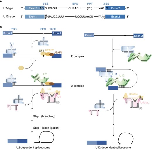 U2-dependent (major) spliceosome versus U12-dependent (minor) spliceosome. (A) The main determinants for distinguishing U2- and U12-type introns are the 5′ splice site (5′SS) and branch point sequence (BPS). U12-type introns are subdivided into AT-AC or GT-AG minor introns based on their terminal dinucleotides. (B) U2- and U12-type introns are recognized differently by their respective spliceosomes. U2-type introns are initially recognized by the U1 snRNP binding to the 5′SS, splicing factor 1 (SF1) binding to the BPS and U2 auxiliary factor (U2AF2/1) heterodimer binding to the polypyrimidine tract (PPT) and 3′SS, respectively. Subsequently, the U2 snRNA associates with the BPS and displaces SF1, converting the E complex to A complex. In contrast to the U2-type introns, the 5′SS and BPS of U12-type introns are recognized cooperatively by the U11 and U12 snRNAs of the di-snRNP, respectively, thereby forming the U12-type A complex. The following steps in the splicing process are similar between the U2- and U12-dependent pathway, and lead to similar catalytic structures and catalytic reactions of splicing