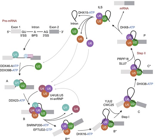 Eukaryotic U2-dependent splicing cycle. The 5′SS, BPS and 3′SS are first recognized by the U1 snRNP, SF1 and U2AF, respectively, forming an early spliceosome (E complex). SF1 is displaced by the U2 snRNP to form the pre-spliceosome (A complex), which associates with the U4/U6.U5 tri-snRNP to assemble into the pre-catalytic spliceosome (B complex). B complex undergoes a series of rearrangements to form a catalytically active Bact complex and then B* complex, which carries out the first catalytic step of splicing, generating C complex. C complex undergoes additional rearrangements and then carries out the second catalytic step, resulting in a post-catalytic spliceosome (P complex) that contains the lariat intron and spliced exons. Release of the spliced exons from P complex generates the intron lariat spliceosome (ILS complex). Finally, the U2, U5 and U6 snRNPs are released from the mRNP particle and recycled for additional rounds of splicing. Each complex has a unique composition, and conversions between complexes are driven by highly conserved RNA-dependent ATPase/helicases (including DDX46, DDX39B, DDX23, SNRNP200, DHX16, DHX38, DHX8 and DHX15, and the GTPase EFTUD2)