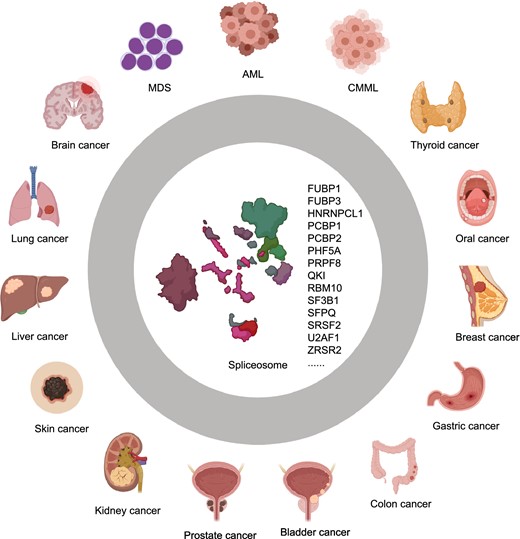 Schematic representation of human cancers linked to mutations or abnormal expressions of splicing factors and spliceosome genes. Mutated or aberrantly expressed splicing factors and spliceosome genes including FUBP1, FUBP3, HNRNPCL1, PCBP1, PCBP2, PHF5A, QKI, RBM10, SF3B1, and SFPQ, are linked to a variety of solid tumors. While alterations in some other spliceosome genes, e.g., PRPF8, SF3B1, SRSF2, U2AF1, and ZRSR2, are associated with hematologic disorders and malignancies, such as myelodysplastic syndromes (MDS), acute myeloid leukemia (AML), and chronic myelomonocytic leukemia (CMML)